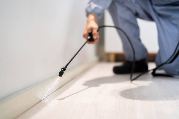 Licensed Wasp Removal service in Columbine, CO - Show Me Pest Control
